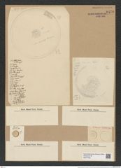 Endictya oceanica Ehr. (de-Toni-Nr.: Genus 196, Species 4805) Zeichnungen Sammlung Grunow Nr. 8470 (NHMW-BOT-W0377923)